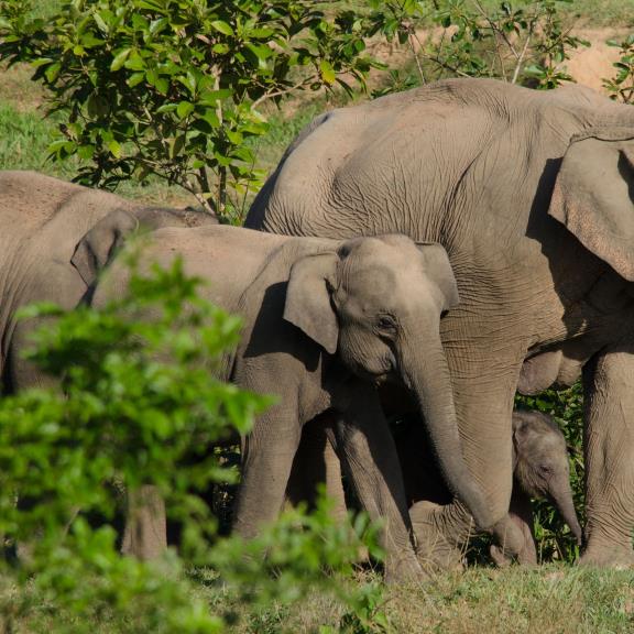 Al fianco di WOAH nella formazione digitale per la salute animale