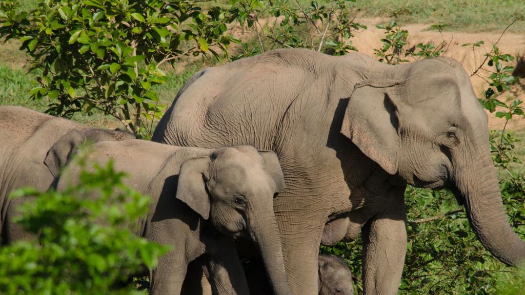 Strengthening Global Veterinary Capacities