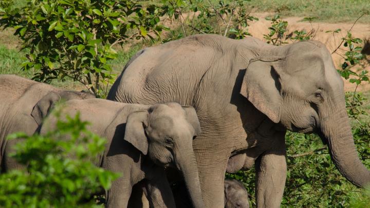 Rafforzare le competenze veterinarie globali 