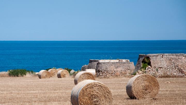 Rafforzare la competitività del settore agricolo con il PSR Puglia 2014/2022