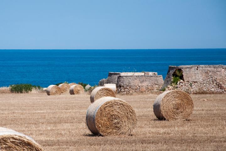 Rafforzare la competitività del settore agricolo con il PSR Puglia 2014/2022